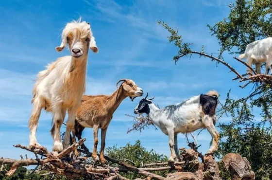 Agadir Goats Experience