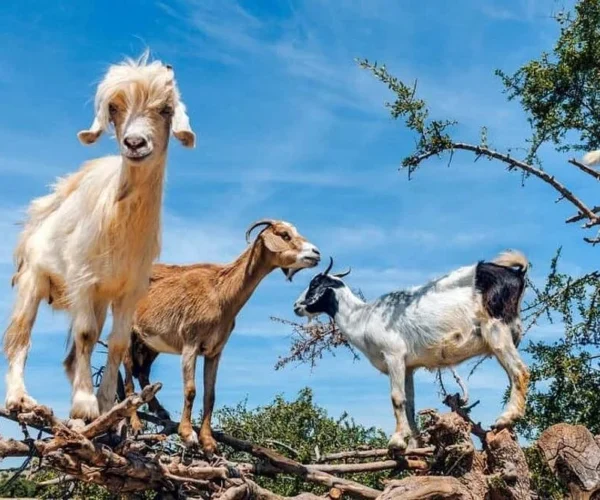 Agadir Goats Experience
